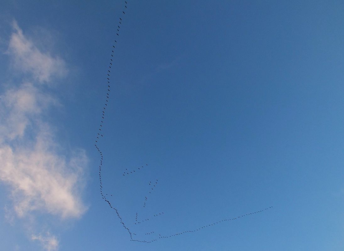 Grue cendrée  - Patrick Quercy