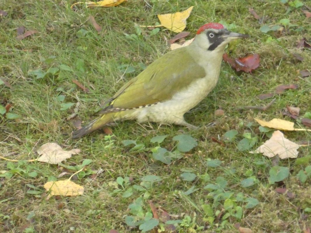 Pic vert  - Chantal Laurent Carrette
