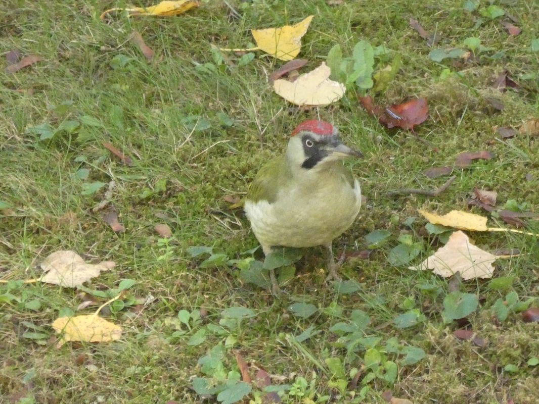 Pic vert  - Chantal Laurent Carrette