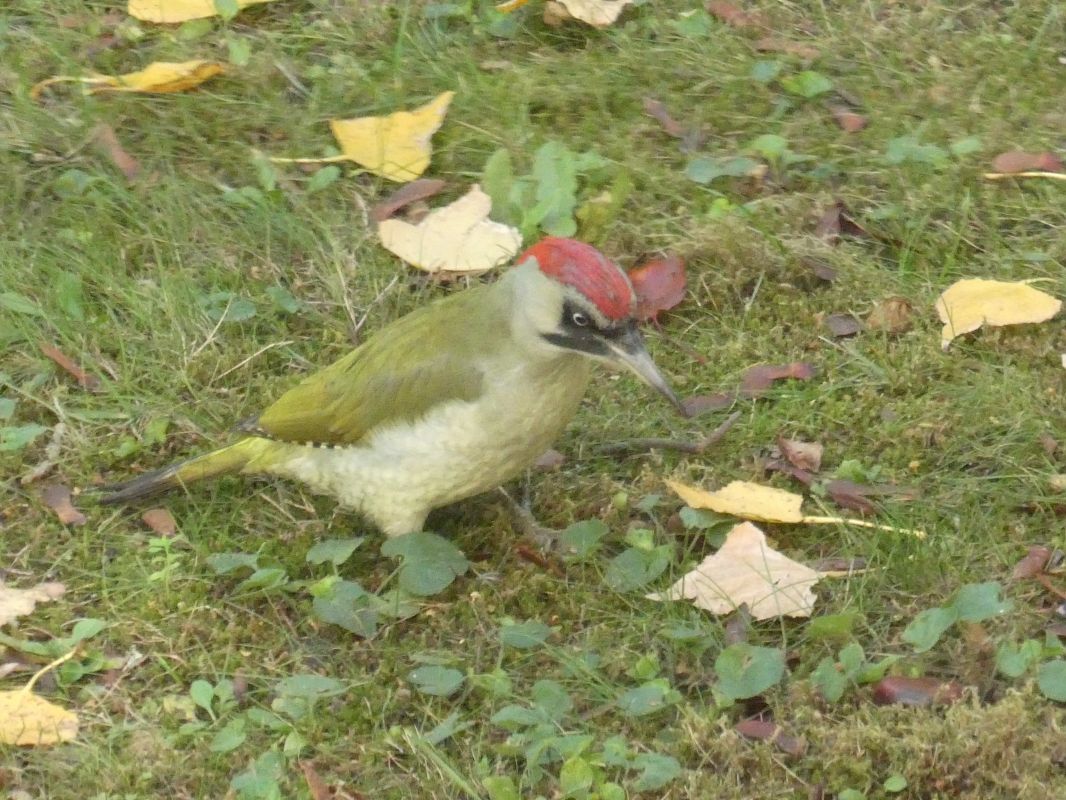 Pic vert  - Chantal Laurent Carrette