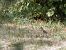 Grive musicienne (Turdus philomelos) © Taquet Pierrette