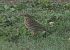Pipit farlouse 