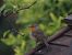 Rougegorge familier (Erithacus rubecula) © auteur non diffusé