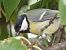 Mésange charbonnière (Parus major) © Xavier Terrassier