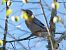 Geai des chênes (Garrulus glandarius) © auteur non diffusé