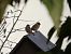 Moineau domestique 