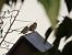 Moineau domestique 