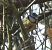 Mésange bleue (Cyanistes caeruleus) © Magali Hivert