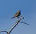 Verdier d'Europe (Chloris chloris) © Magali Hivert
