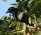 Corneille noire (Corvus corone) © Magali Hivert