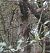 Grimpereau des jardins (Certhia brachydactyla) © Magali Hivert