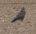 Buse variable (Buteo buteo) © Magali Hivert