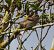 Moineau domestique  - Magali Hivert