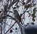 Moineau domestique (Passer domesticus) © Magali Hivert