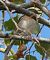 Pinson des arbres (Fringilla coelebs) © Magali Hivert