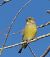 Verdier d'Europe (Chloris chloris) © Magali Hivert