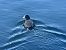 Foulque macroule (Fulica atra) © Gerald Traisnel