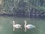 Cygne tuberculé (Cygnus olor) © Gerald Traisnel