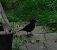 Merle noir (Turdus merula) © Veronique Lobjoie