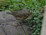 Grive musicienne (Turdus philomelos) © Veronique Lobjoie