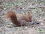 Ecureuil roux (Sciurus vulgaris) © Sonia Le Corvaisier