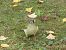 Pic vert (Picus viridis) © Chantal Laurent Carrette