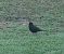 Merle noir (Turdus merula) © Jean-Michel Martin