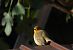 Rougegorge familier (Erithacus rubecula) © Remy Simon