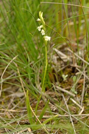 Spiranthes aestivalis  - Léo Pelloli