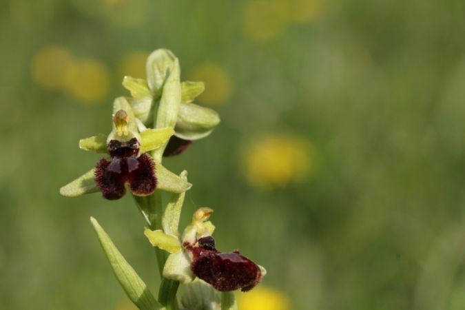 Ophrys occidentalis  - Jean Claude Bouveron