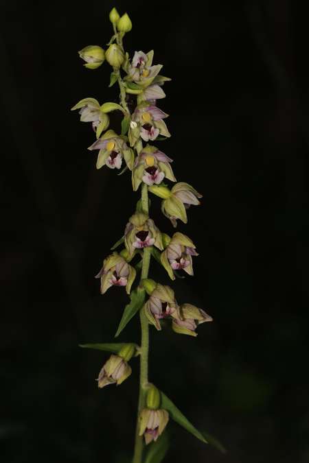 Epipactis helleborine var. castanearum  - Christian Fleury