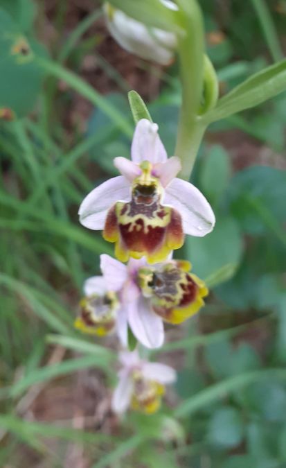 Ophrys gresivaudanica  - Mathis Buriasco