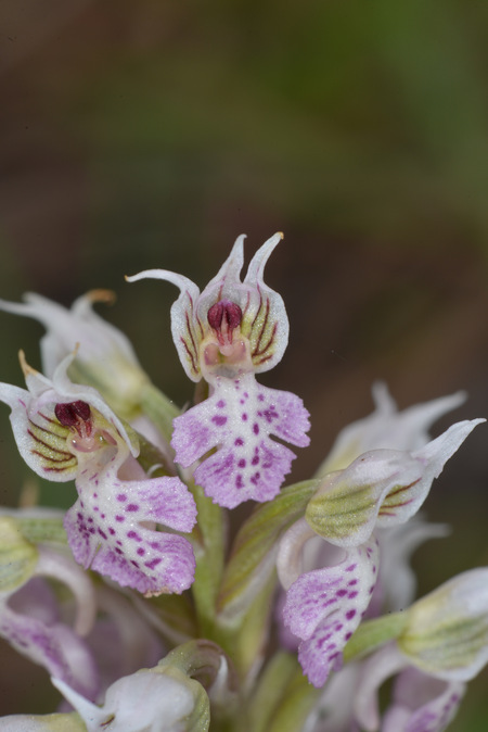 Neotinea lactea  - Felip Manyer i Ballester