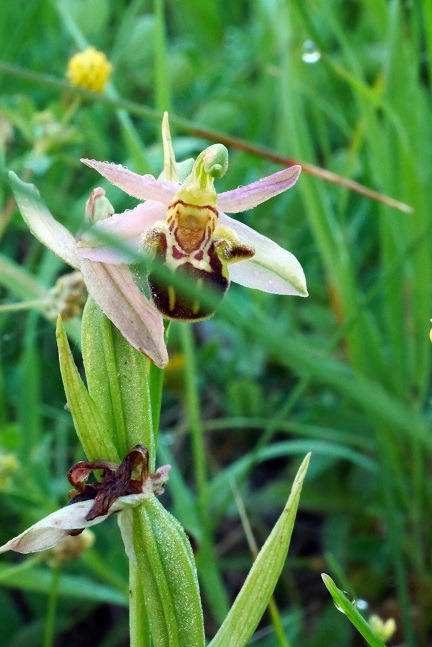 Ophrys apifera var. friburgensis 