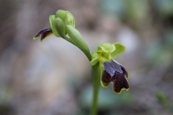 Ophrys bilunulata  - Ghislain Constans