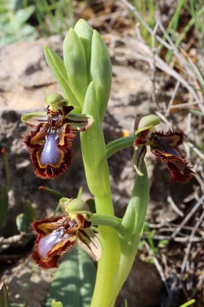 Ophrys speculum  - Gérard Joseph