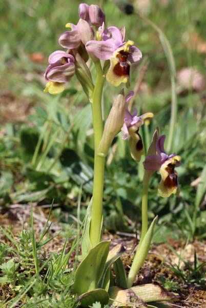 Ophrys tenthredinifera  - Gérard Joseph