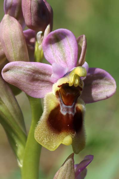 Ophrys tenthredinifera  - Gérard Joseph