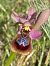 Ophrys tenthredinifera  - Jean-Pierre Crepeau