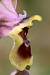 Ophrys tenthredinifera  - Gérard Joseph