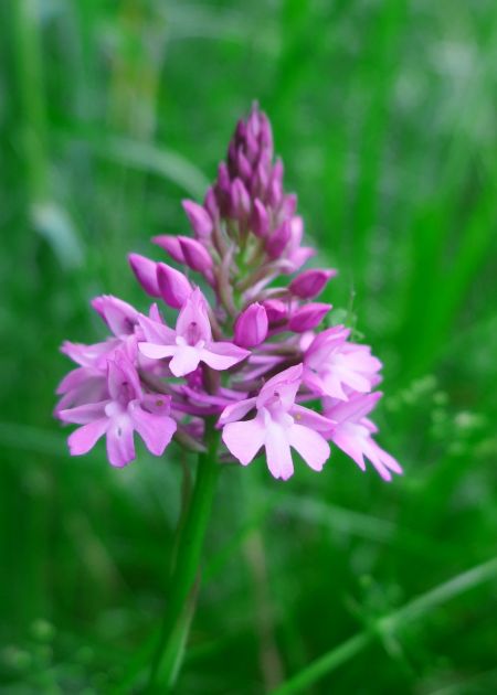 Anacamptis pyramidalis  - Pascale Chevalier