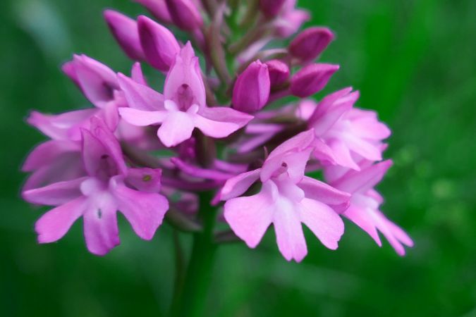 Anacamptis pyramidalis  - Pascale Chevalier