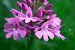 Anacamptis pyramidalis  - Pascale Chevalier
