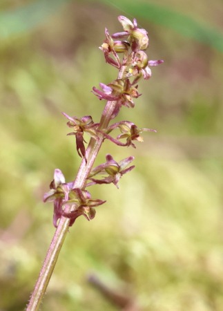 Listera cordata  - Albert Galzin