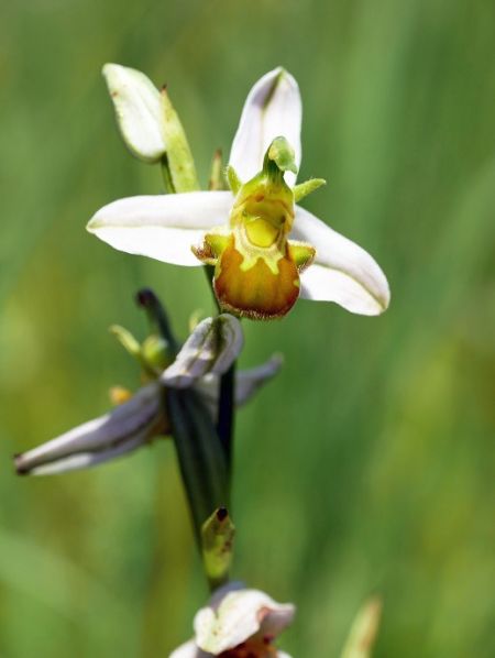 Ophrys apifera f. flavescens 