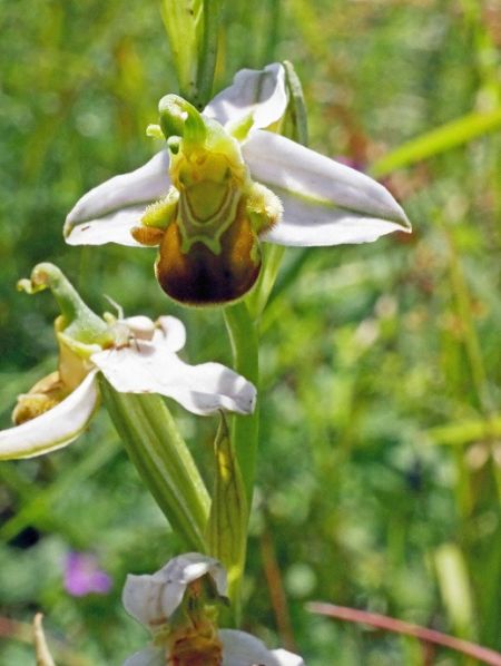 Ophrys apifera f. flavescens 