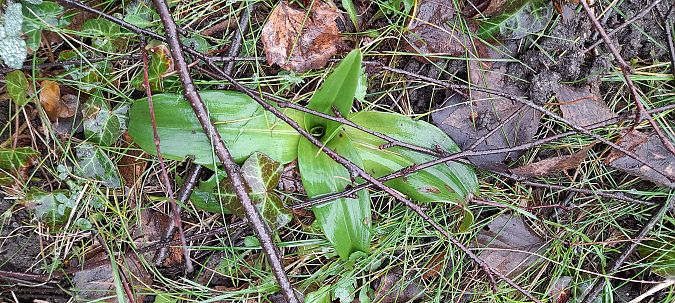 Himantoglossum hircinum  - José Miguel Martins Da Silva