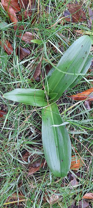 Himantoglossum hircinum  - José Miguel Martins Da Silva