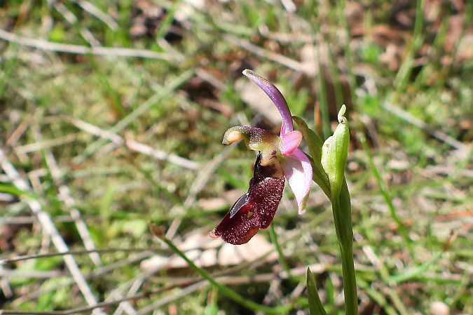 Ophrys drumana  - Luc Souret (†)