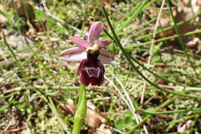 Ophrys drumana  - Luc Souret (†)